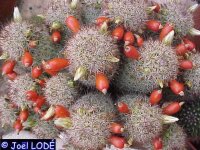 Mammillaria multidigitata