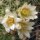 Mammillaria multidigitata