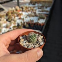 Mammillaria arroyensis Rep. 1054