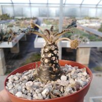 Dorstenia foetida