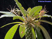 Dorstenia foetida