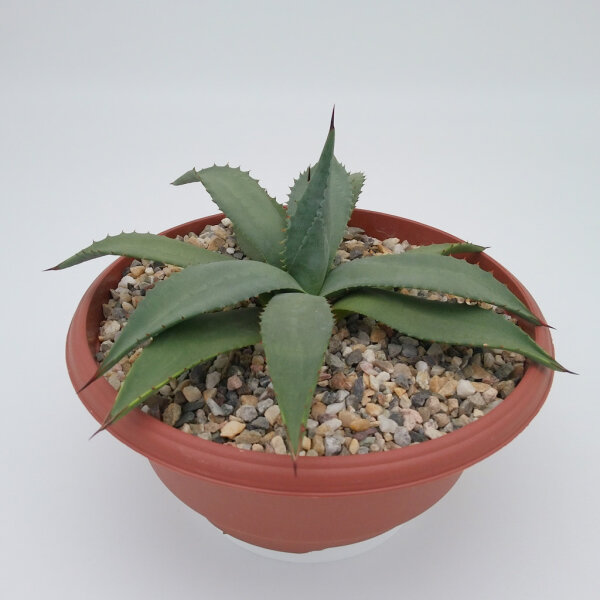 Agave parryi LZ 2076 XL  (dw)