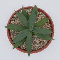 Agave parryi LZ 2076 XL  (dw)