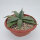 Agave parryi LZ 2076 XL  (dw)