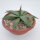 Agave parryi LZ 2076 XL  (dw)