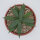 Agave parryi LZ 2076 XL  (dw)