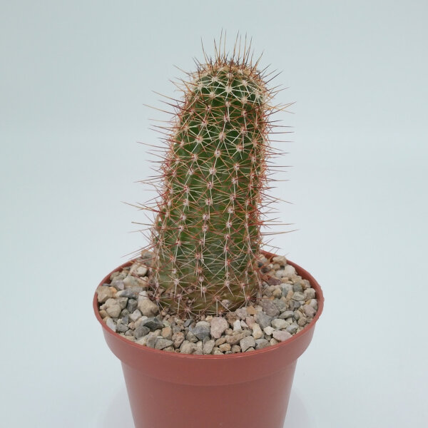 Echinocereus fendleri ssp. rectispinus aff.