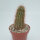 Echinocereus fendleri ssp. rectispinus aff.