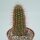 Echinocereus fendleri ssp. rectispinus aff.