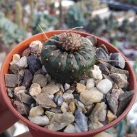 Frailea asterioides LB 737