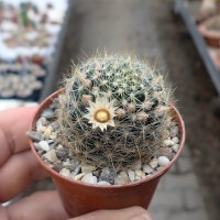 Mammillaria viereckii San Vincente, Tamaulipas, Mexico