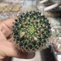 Mammillaria viereckii San Vincente, Tamaulipas, Mexico