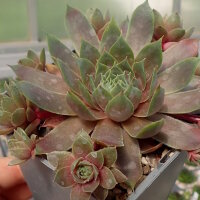 Sempervivum Chick Charms® Berry Blues (dw)