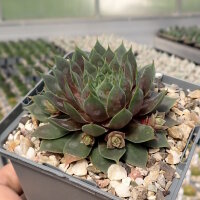 Sempervivum Chick Charms® Berry Blues (dw)