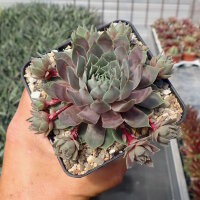 Sempervivum Chick Charms® Berry Blues (dw)