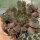 Sempervivum Chick Charms® Berry Blues (dw)