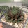 Sempervivum Chick Charms® Berry Blues (dw)