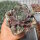 Sempervivum Chick Charms® Berry Blues (dw)