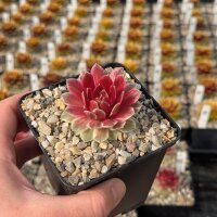 Sempervivum Chick Charms® Lotus Blossom (dw)