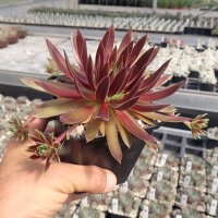 Sempervivum Chick Charms® Mint Chocolate Chip (dw)