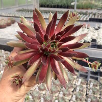 Sempervivum Chick Charms® Mint Chocolate Chip (dw)
