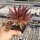 Sempervivum Chick Charms® Mint Chocolate Chip (dw)