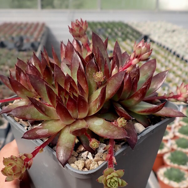Sempervivum Chick Charms® Pineapple Paradise (dw)