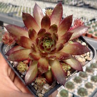 Sempervivum Chick Charms® Pineapple Paradise (dw)