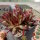 Sempervivum Chick Charms® Pineapple Paradise (dw)