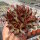 Sempervivum Chick Charms® Pineapple Paradise (dw)