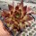 Sempervivum Chick Charms® Pineapple Paradise (dw)