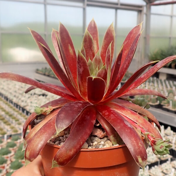 Sempervivum Chick Charms® Giants Gold Mine (dw)