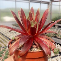 Sempervivum Chick Charms® Giants Gold Mine (dw)