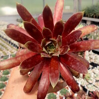 Sempervivum Chick Charms® Giants Gold Mine (dw)