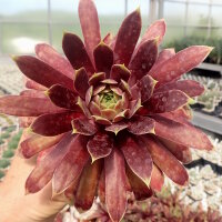 Sempervivum Chick Charms® Giants Gold Mine (dw)