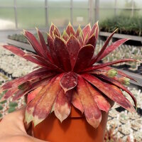 Sempervivum Chick Charms® Giants Gold Mine (dw)