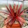 Sempervivum Chick Charms® Giants Gold Mine (dw)