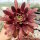 Sempervivum Chick Charms® Giants Gold Mine (dw)