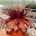 Sempervivum Chick Charms® Giants Gold Mine (dw)