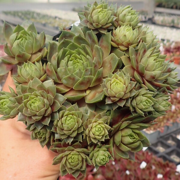 Sempervivum Ruby Lime (dw)