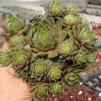 Sempervivum Ruby Lime (dw)