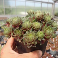 Sempervivum Ruby Lime (dw)