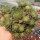 Sempervivum Ruby Lime (dw)