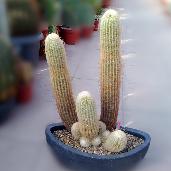 Espostoa nana Peru XL