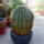 Ferocactus echidne XL