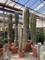 Cleistocactus strausii XXL