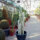 Cleistocactus strausii XXL
