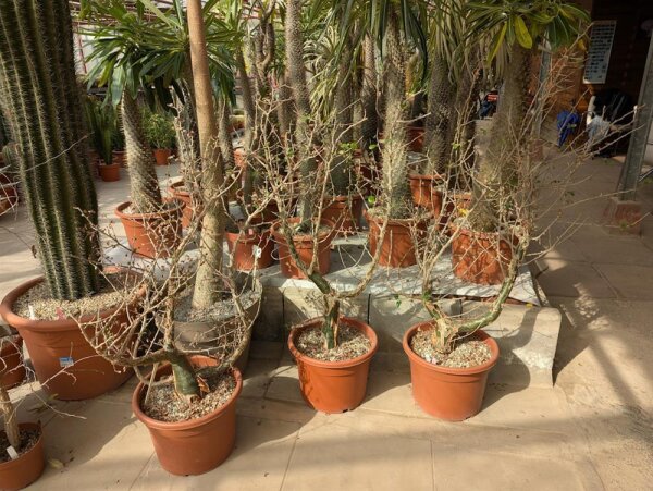 Commiphora dulcis XL