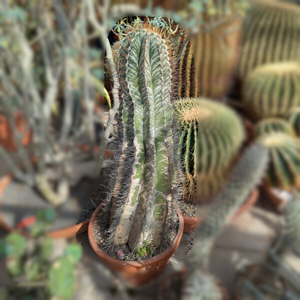 Astrophytum ornatum f. mirbelii XXL