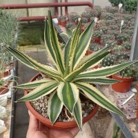 Agave lophantha cv. Multicolor XL
